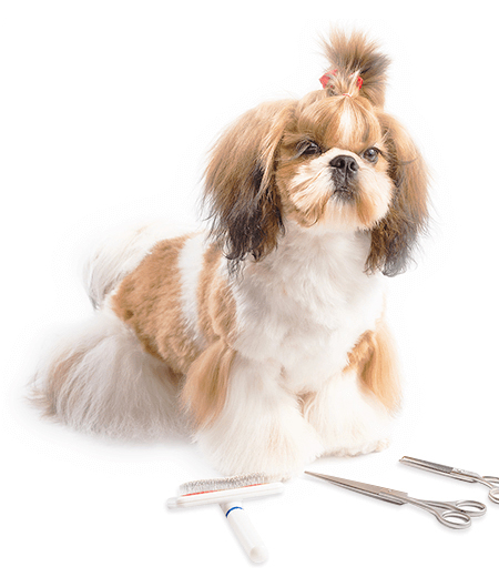 Pet Grooming