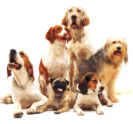 Pet Grooming Pet Grooming