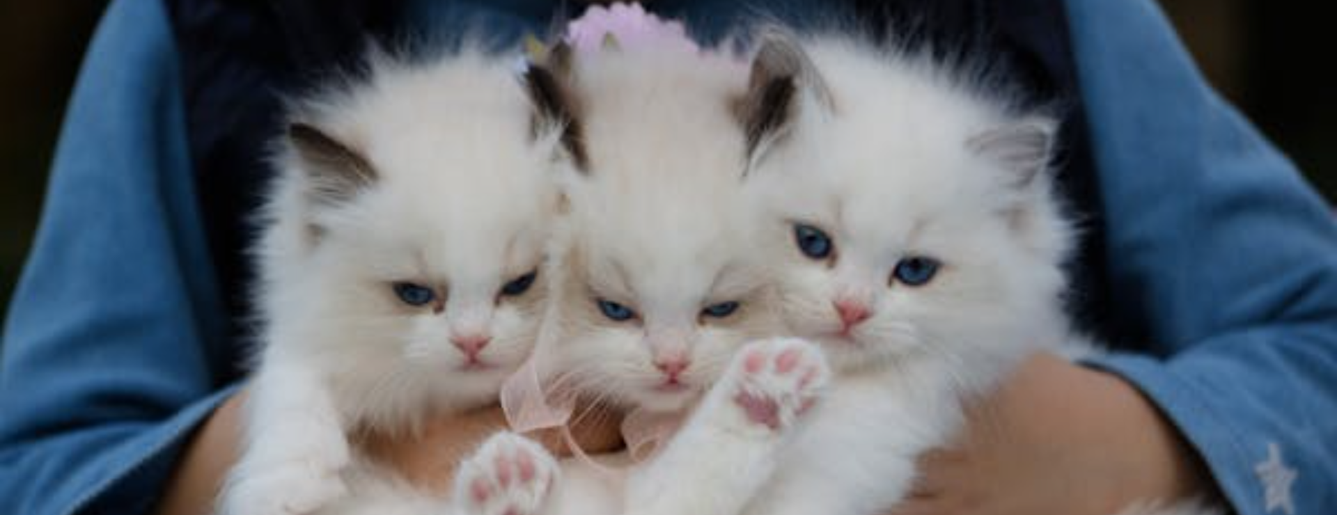 Understanding Pet Care, Pet Grooming: A Working Mom’s Tale- Part 1