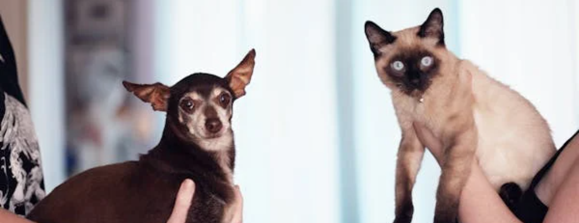 Pet Grooming for the First Time? Checkout the Beginner’s Guide