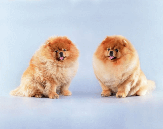 Bathing Your Dog and Cat: A Comprehensive Guide