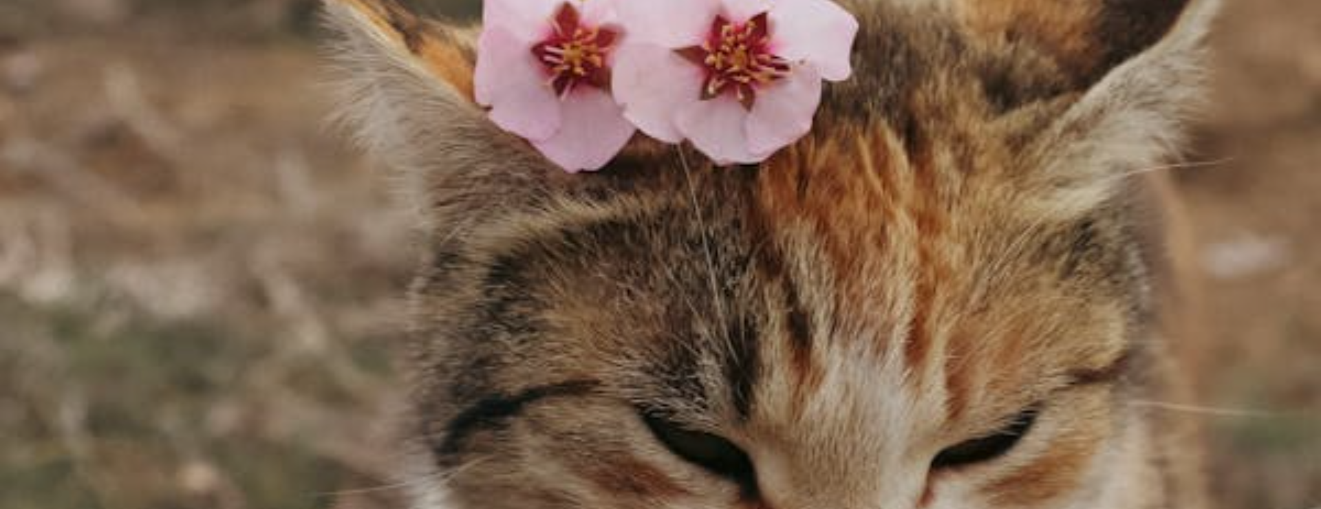 Understanding Pet Care, Pet Grooming: A Working Mom’s Tale- Part 2