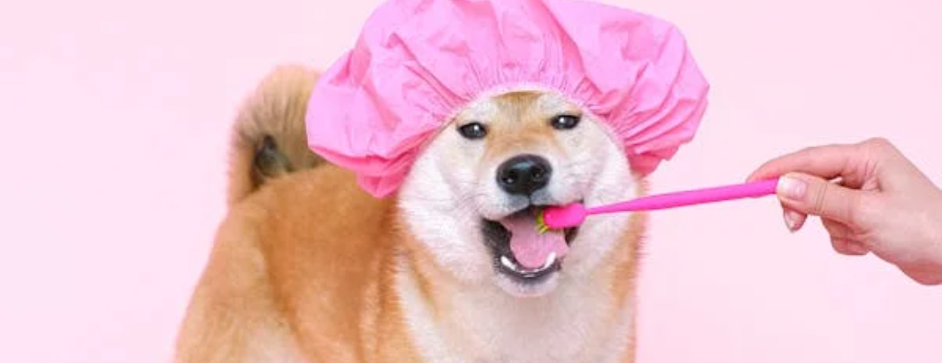 For Your Pet’s Dental Hygiene – Sharing Secrets, Tips and Tricks