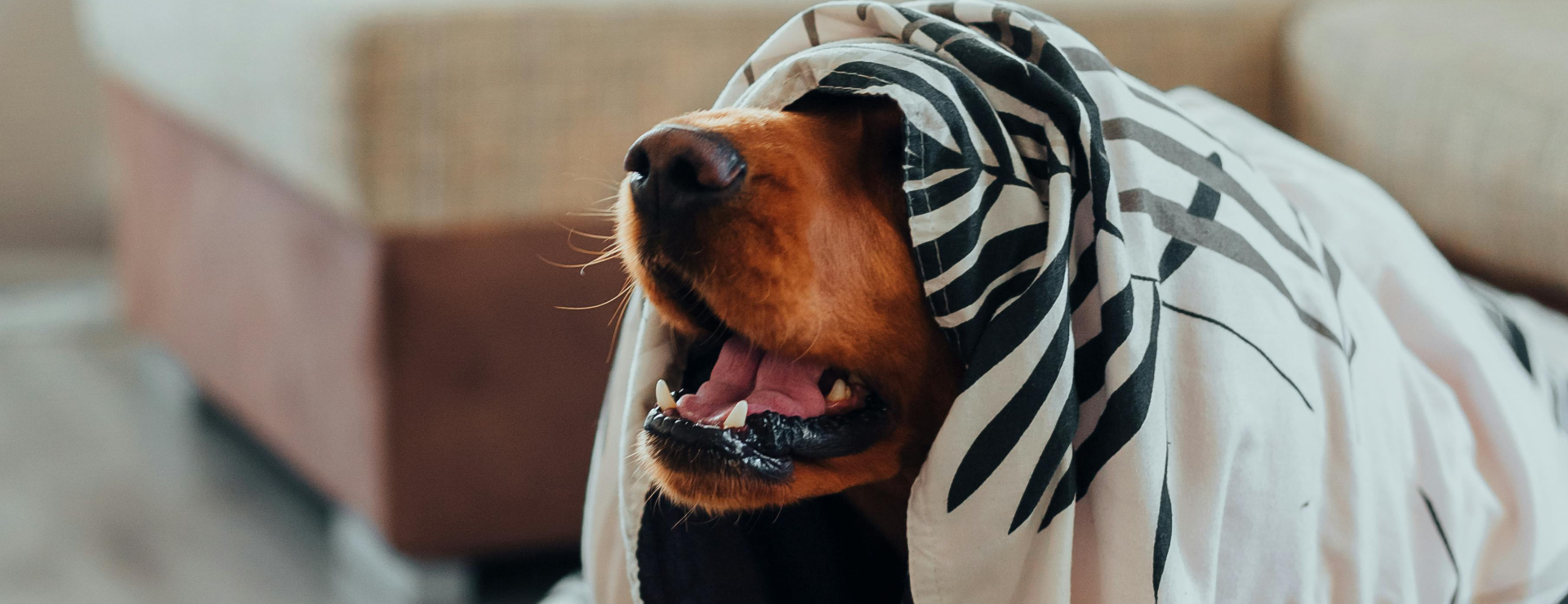 The Key Role of a Pet Groomer When Your Dog or Cat is Expecting