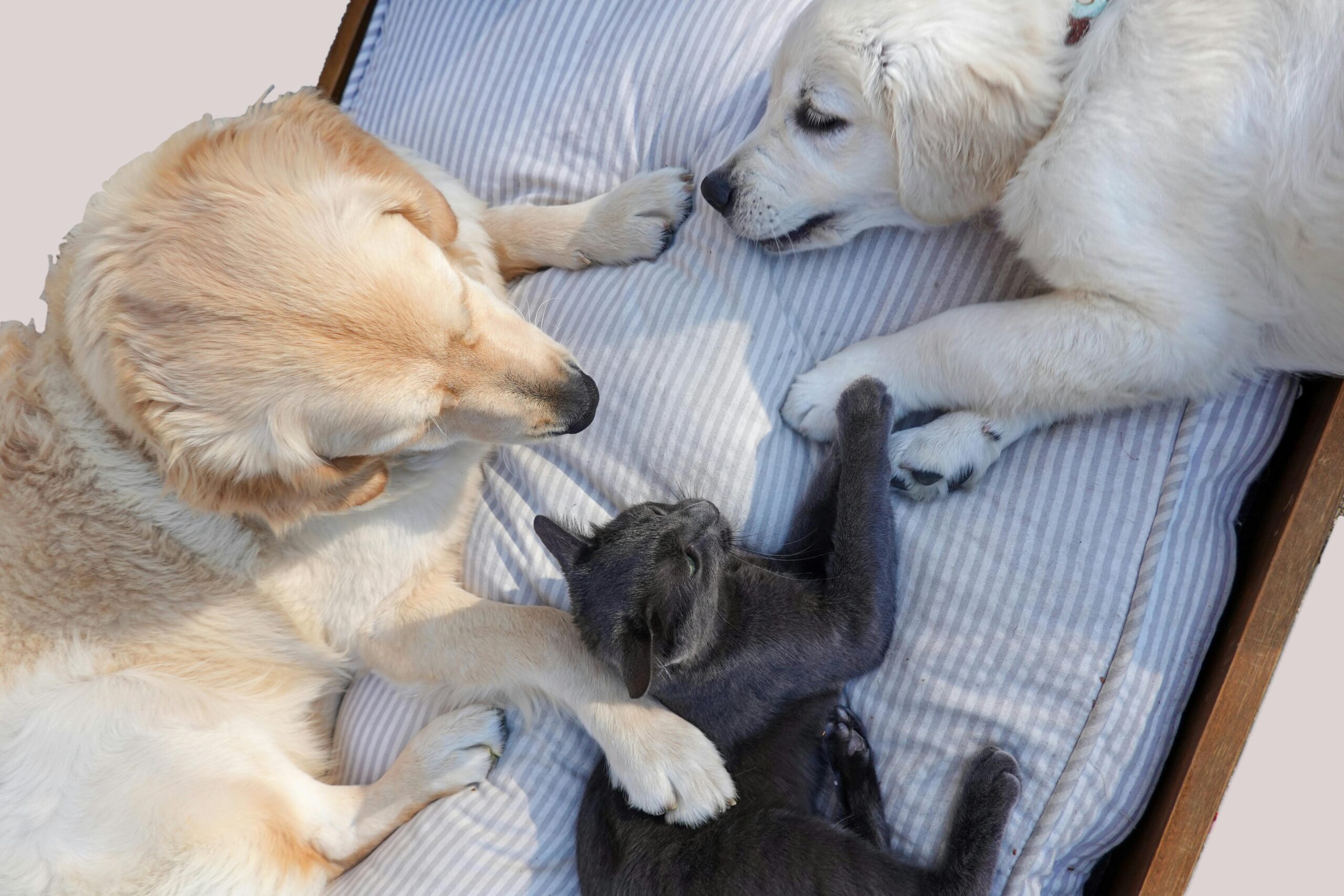 The Miracle of Tiny Paws: Nurturing Your Pet Through Motherhood