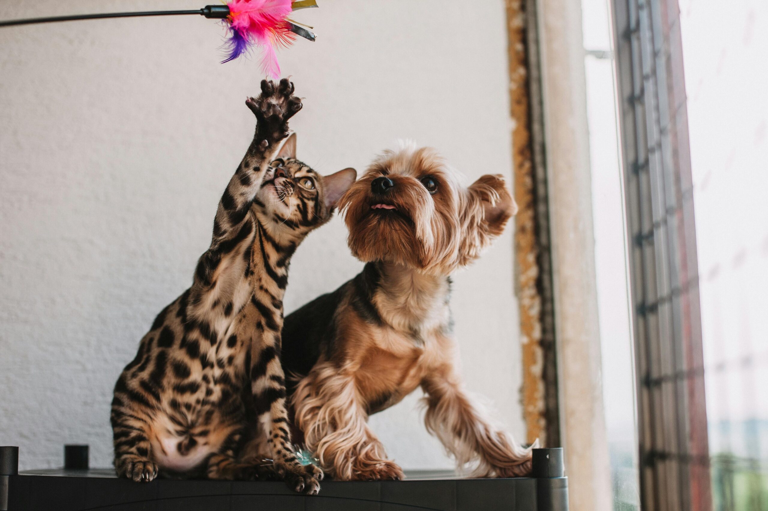 Team Dog vs. Team Cat: Which Do You Rally For?