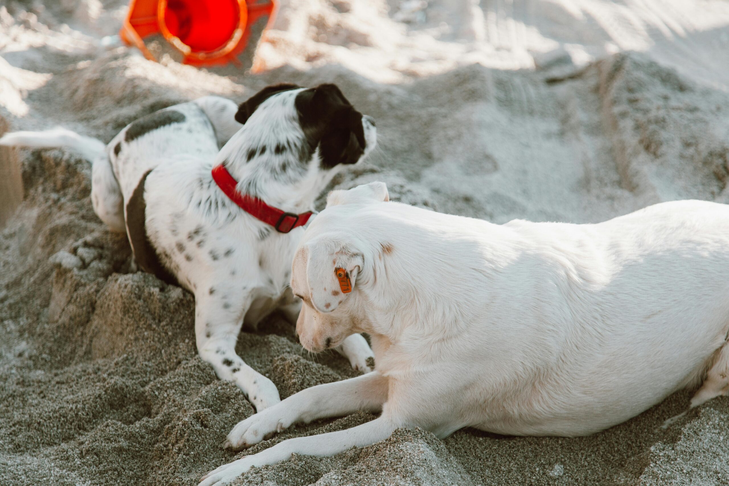 Spring Shedding: How to Survive the ‘Fur-pocalypse’ Phase